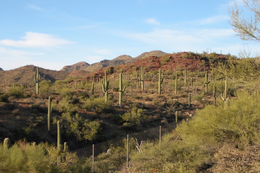 ../image/field of cactus at desert museum 2.jpg